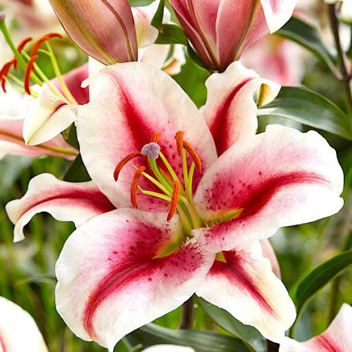 HACHI (Austrumu lilija)